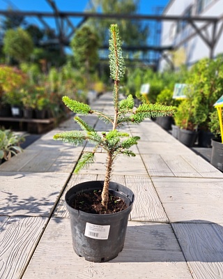 Ель колючая "Фокстейл" (Foxtail) C3