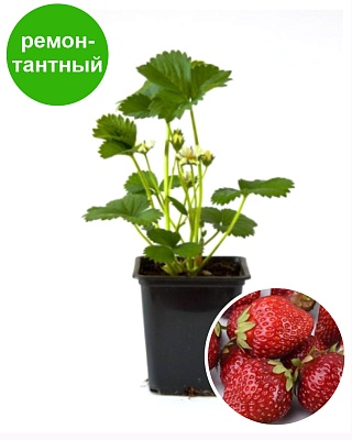 Земляника садовая Мурано (Р9) Поиск