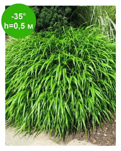 Хаконехлоэ" С1,5