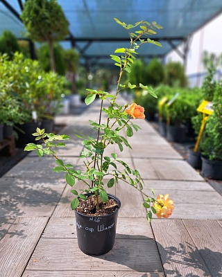 Роза "Леди оф Шалот" английская кустовая оранжевая (№ 65)