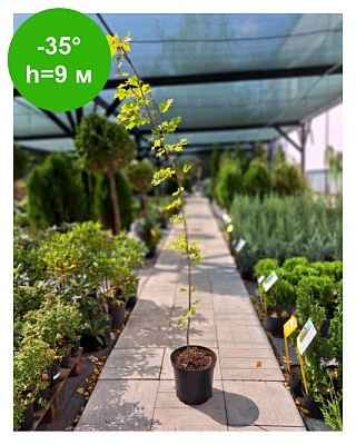 Клен остролистный "Принцетон Голд"