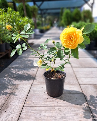 Роза "Грехам Томас" английская желтая (№ 27)