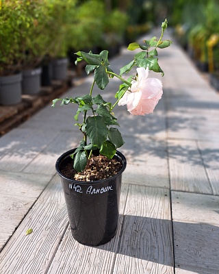 Роза "Алнвик" английская розовая (№ 42)