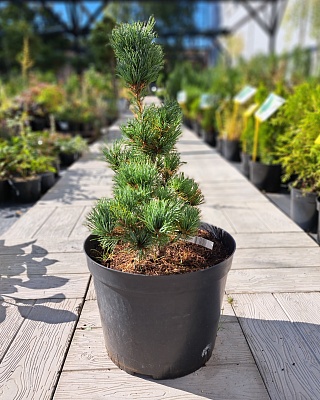 Сосна мелкоцветковая "Бергман" (Bergman) C7.5