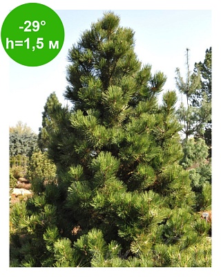 Сосна гульдрейха Малинки (Pinus heldreichii Malinki) Р14