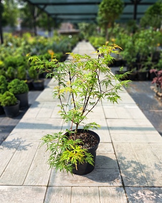 Клен веерный "Сейрю" (Seiryu) С5