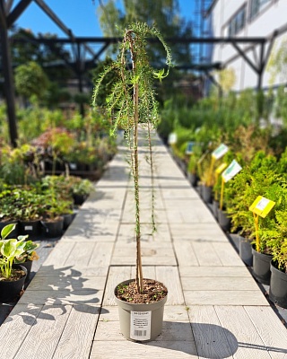 Лиственница японская "Боринг Випер" (Boring Weeper) C5 Ра 90