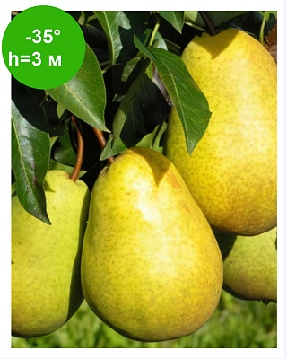 Груша "Талгарская красавица" ОКС, созр-е Окт. Зимнее