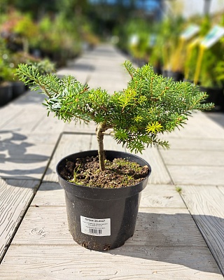 Пихта корейская "Панкейк" ( Pancake) С3 