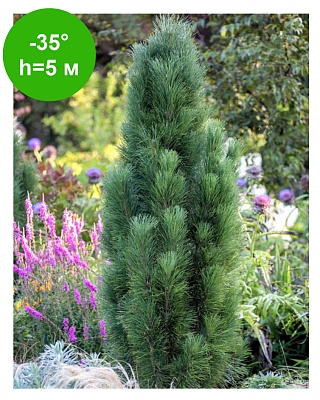 Сосна черная Грин Тауэр(Pinus nigra Green Tower) -С5