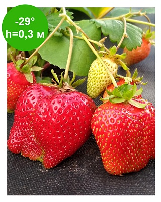 Клубника "Азия"