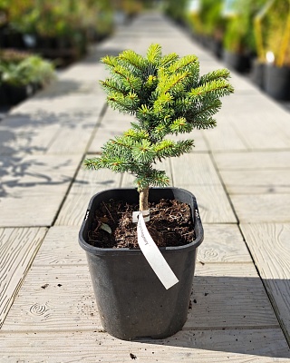 Ель колючая "Монтгомери" (Montgomery) C3