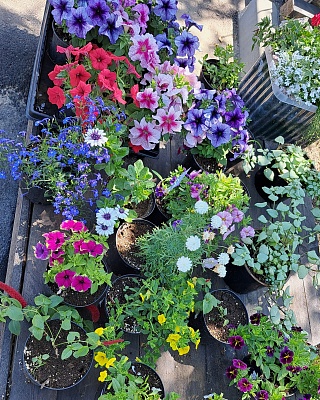 Растение в асс. однолетнее