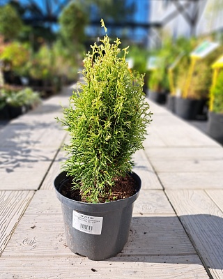 Туя западная "Мисс Фрости" (Miss Frosty) C3 15-20