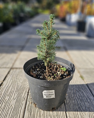 Ель канадская "Сардерс Блю" (Sanders Blue) С3