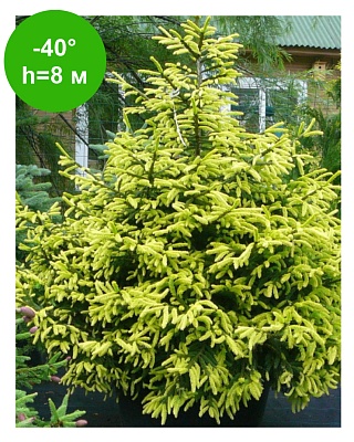 Ель восточная "Саммерголд"