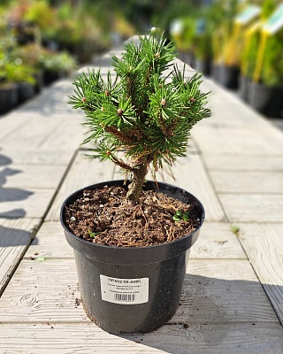 Сосна горная "Бенжамин" (Benjamin) С3