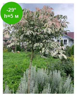 Клен ясенелистный  "Фламинго" Ра200 С15 РБ