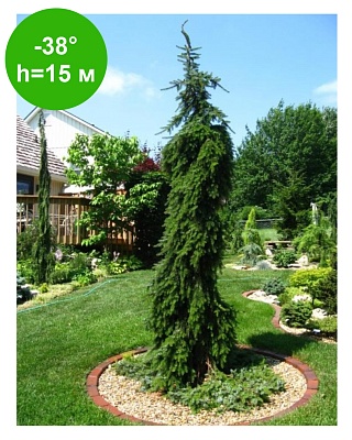 Ель сербская Пендула (Picea omorica Pendula) C3