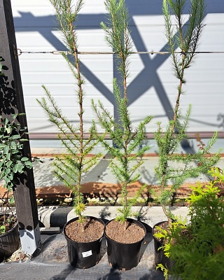 Лиственница "Якобсен Пирамид" (Jakobsens Pyramid) C3 50-60